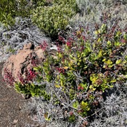 Agarista buxifolia.petit bois de rempart.ericaceae.endémique Madagascar Mascareignes et branle blanc ,ambaville bâtard  ,jeune tamarin des hauts......jpeg